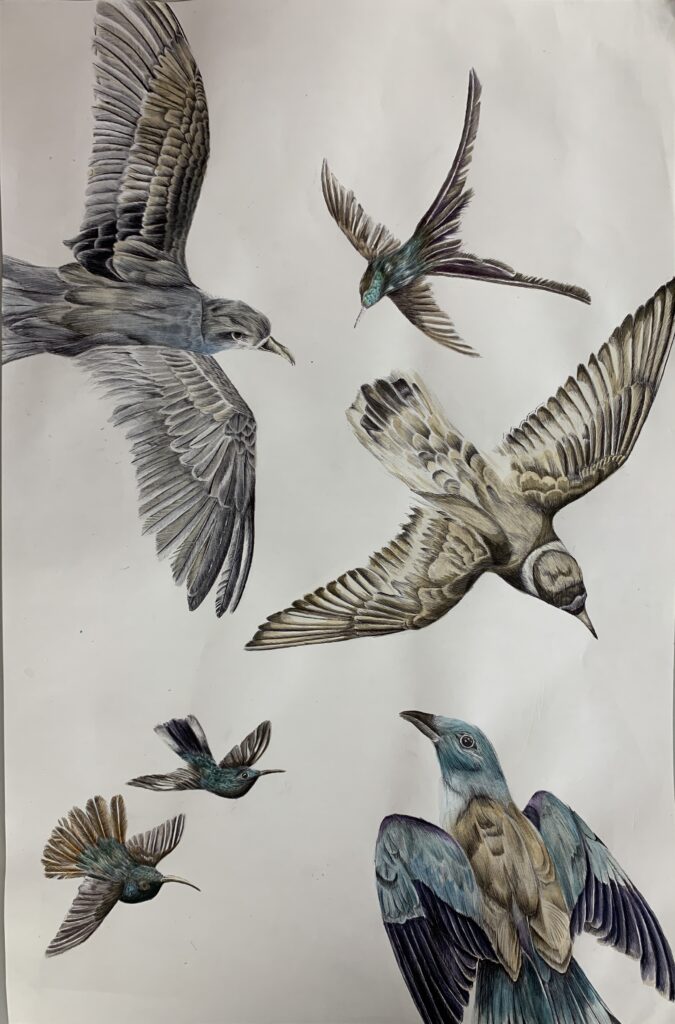  Illustration of various birds flying