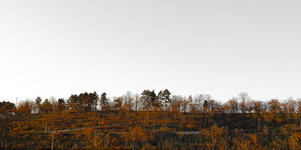 A moody photograph of an autumn hilltop with bare trees against a stark white sky.