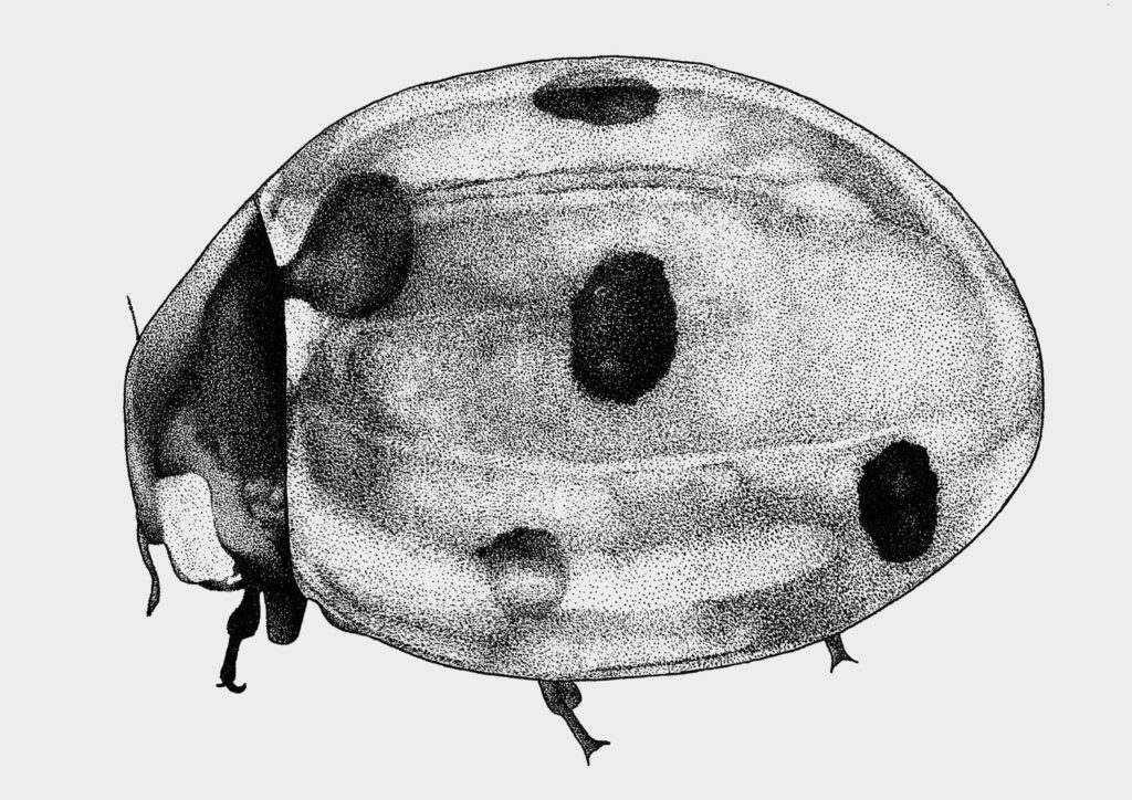 A highly detailed stippled drawing of a ladybird in black ink on white paper, created using fine liner.